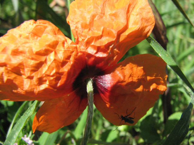 papaver  Apulum?